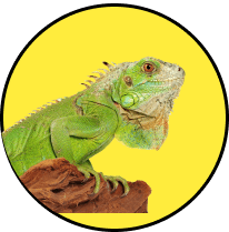 Reptile and exotic pet transportation services across Canada