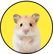 Small mammal transportation services across Canada