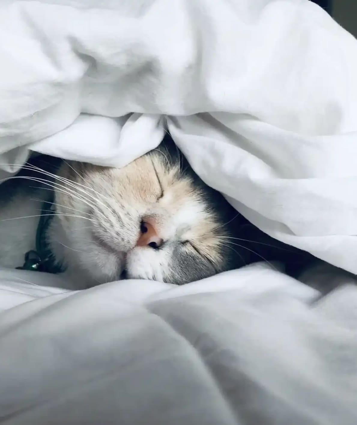 Calico cat dozing beneath a white blanket