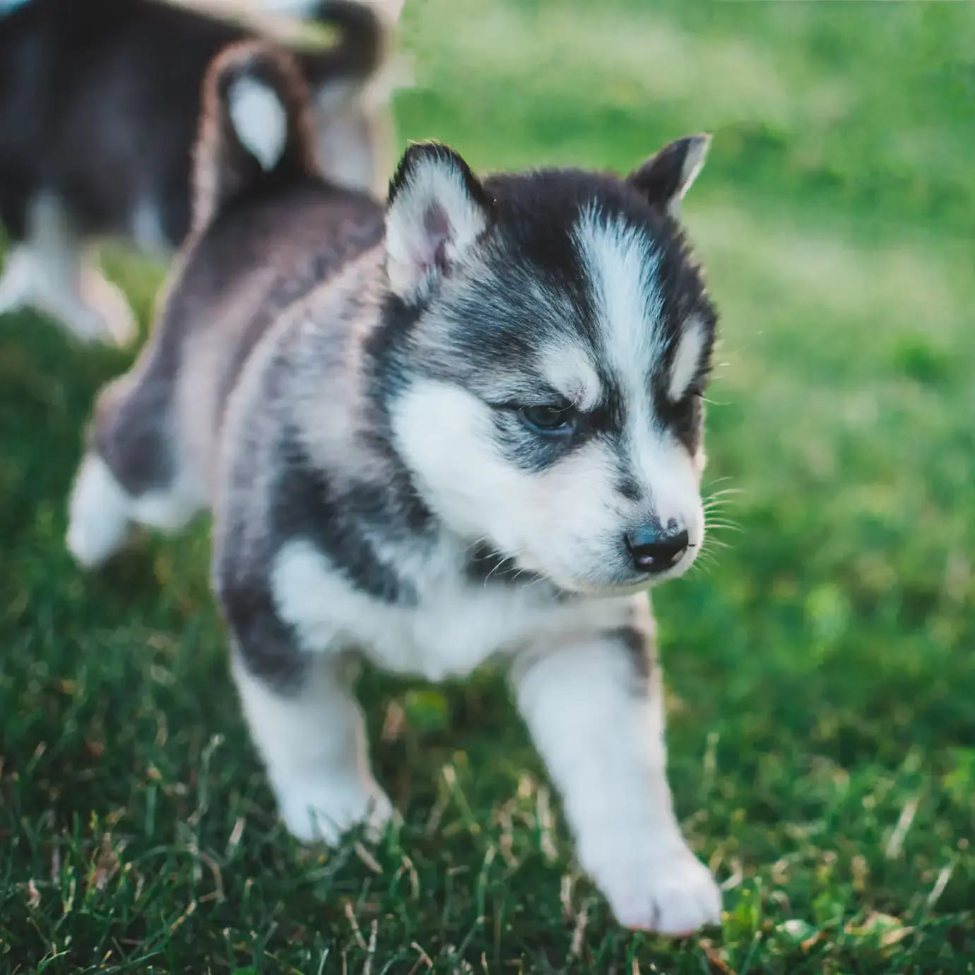 Young husky puppy trotting over green grass