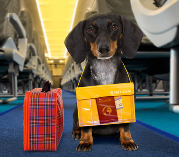 Dog travelling in an aircraft during pet transportation in Canada